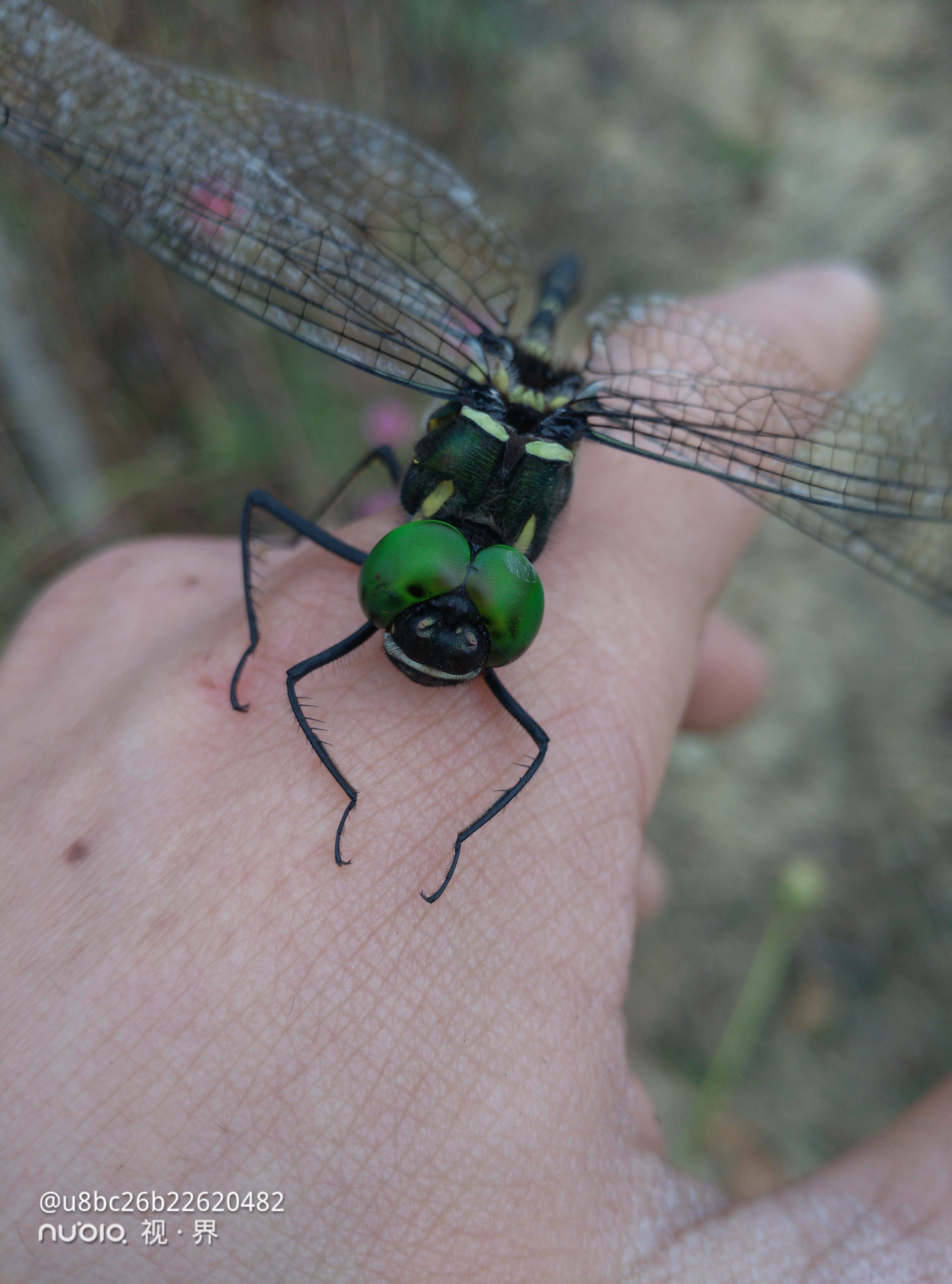 大蜻蜓!喜欢自然～喜欢绿色!