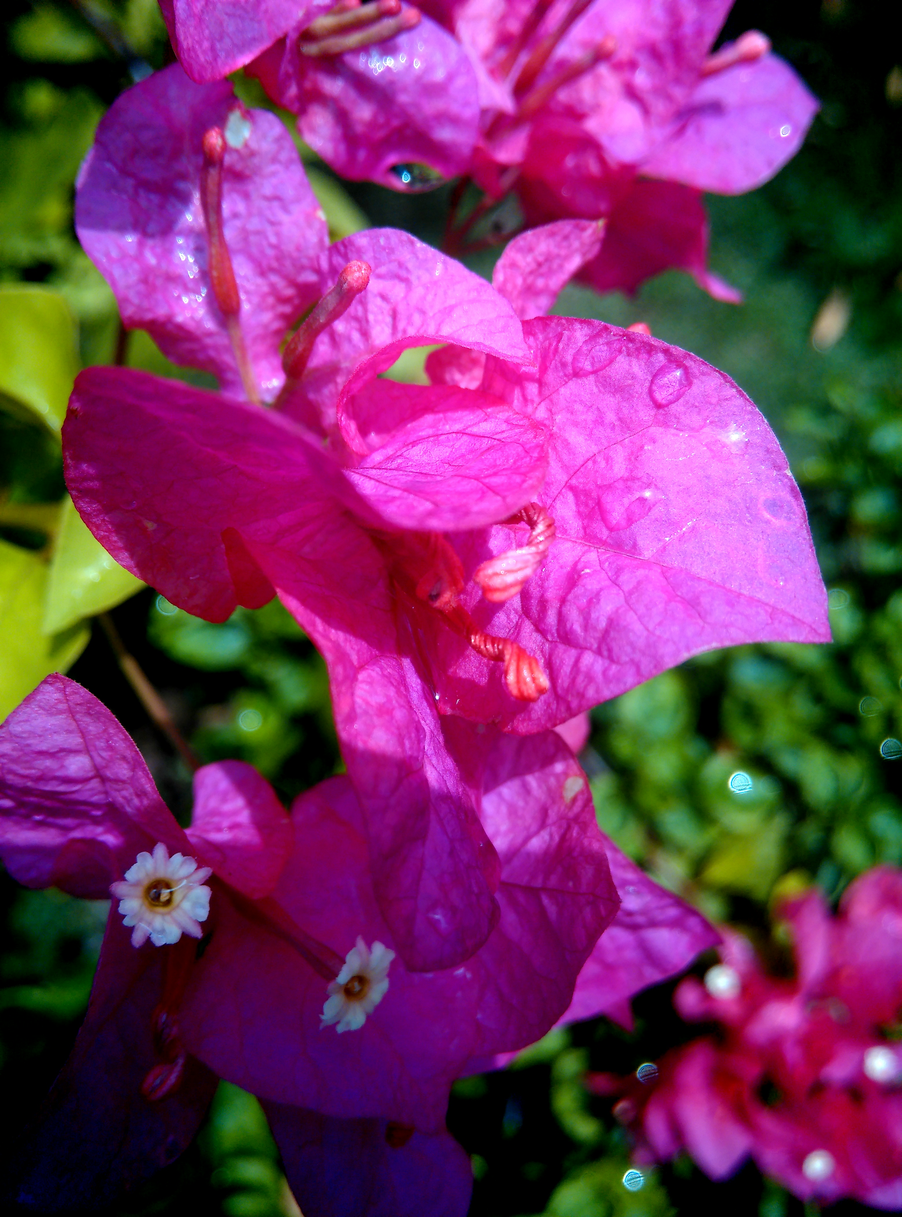 雨后的花朵