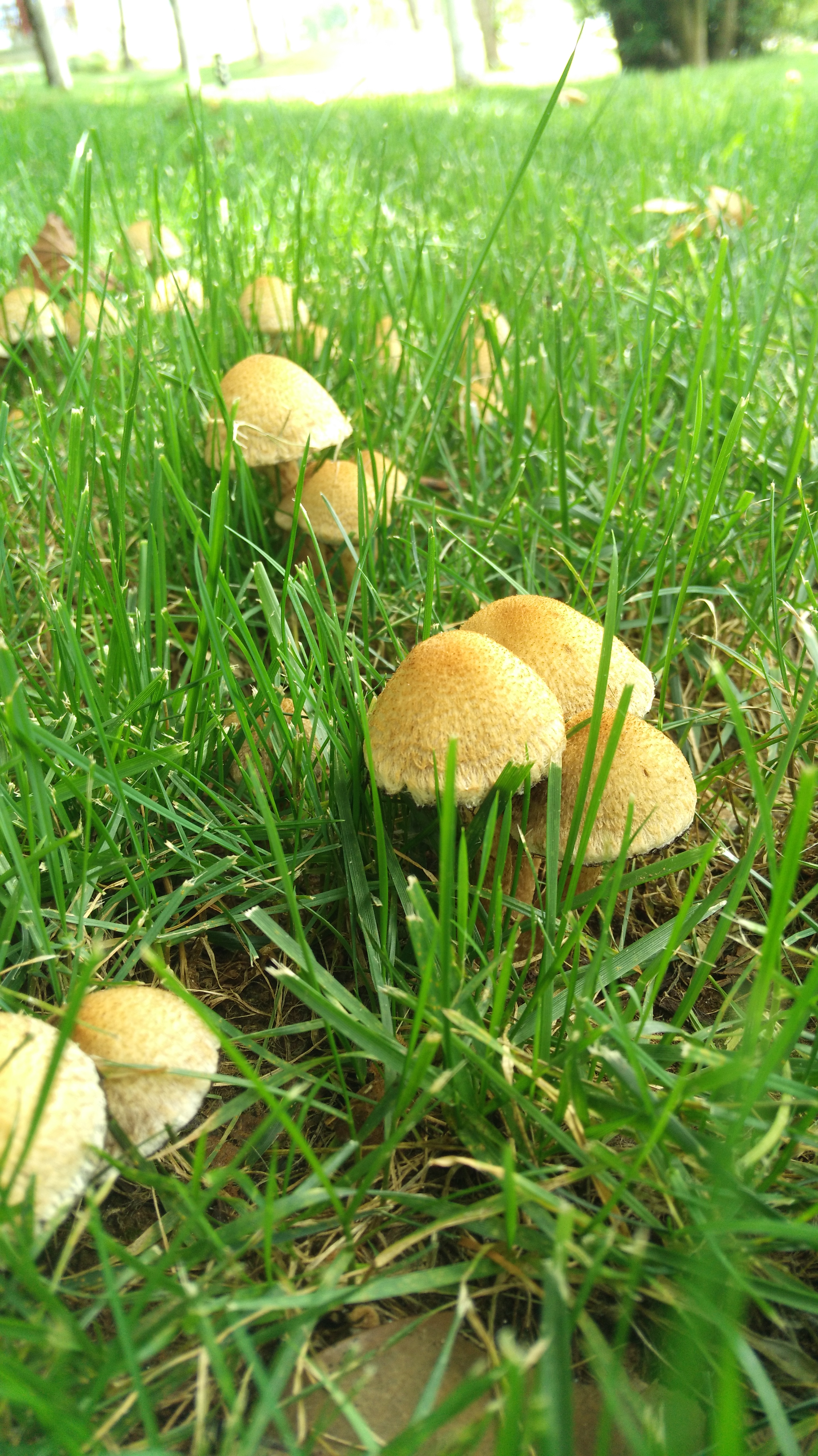 草地出的蘑菇