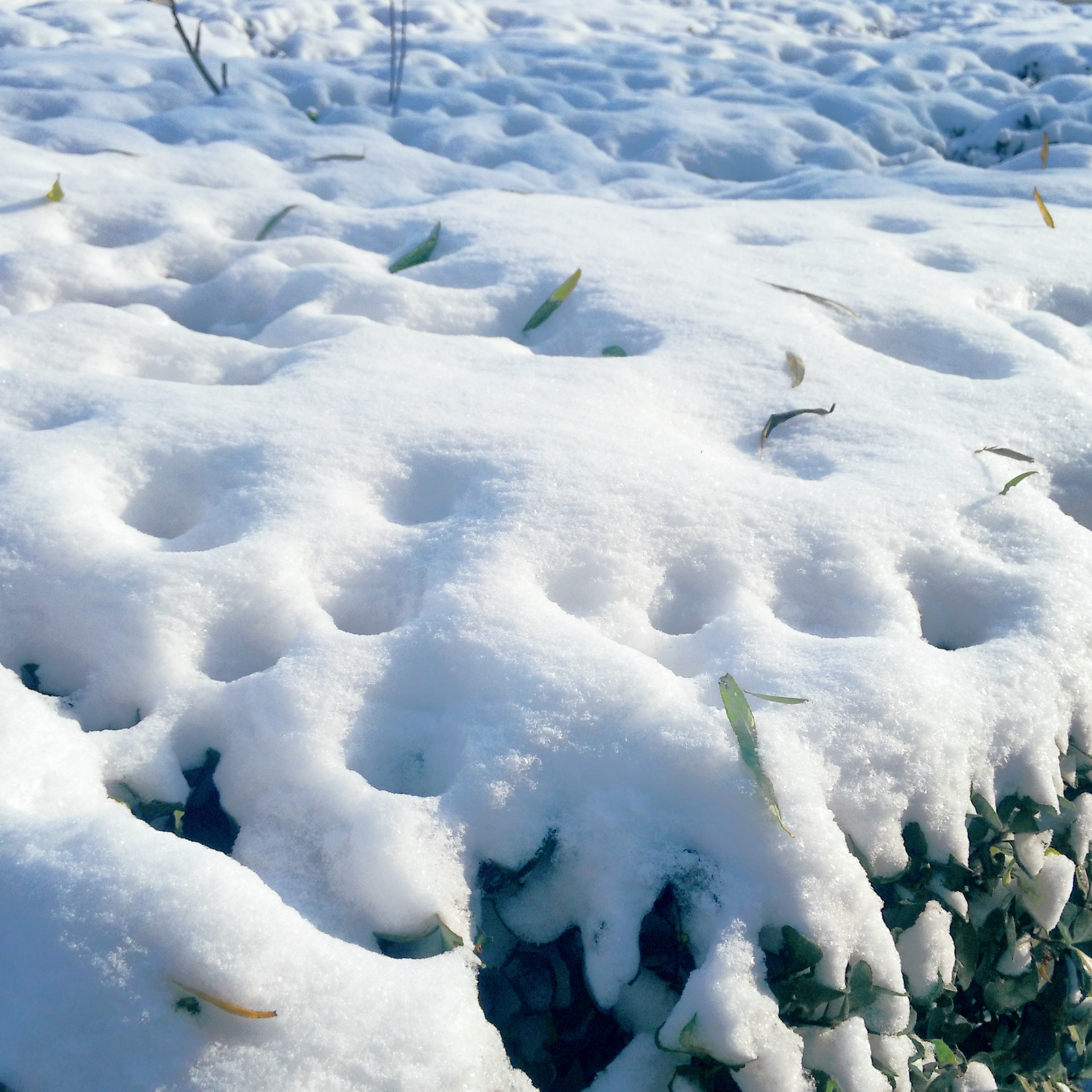 蓝天下看北京大雪纷飞
