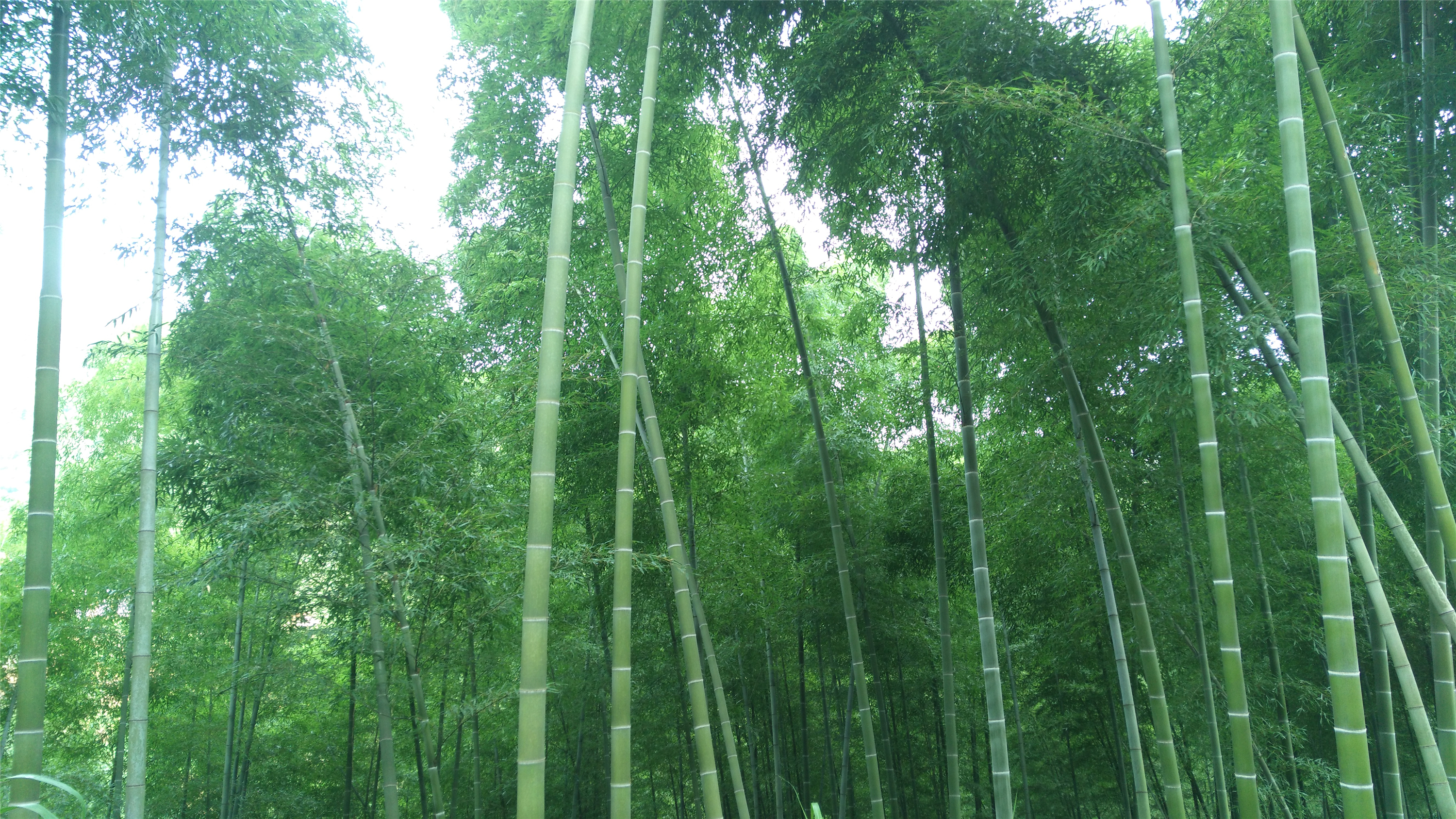 青青翠竹
