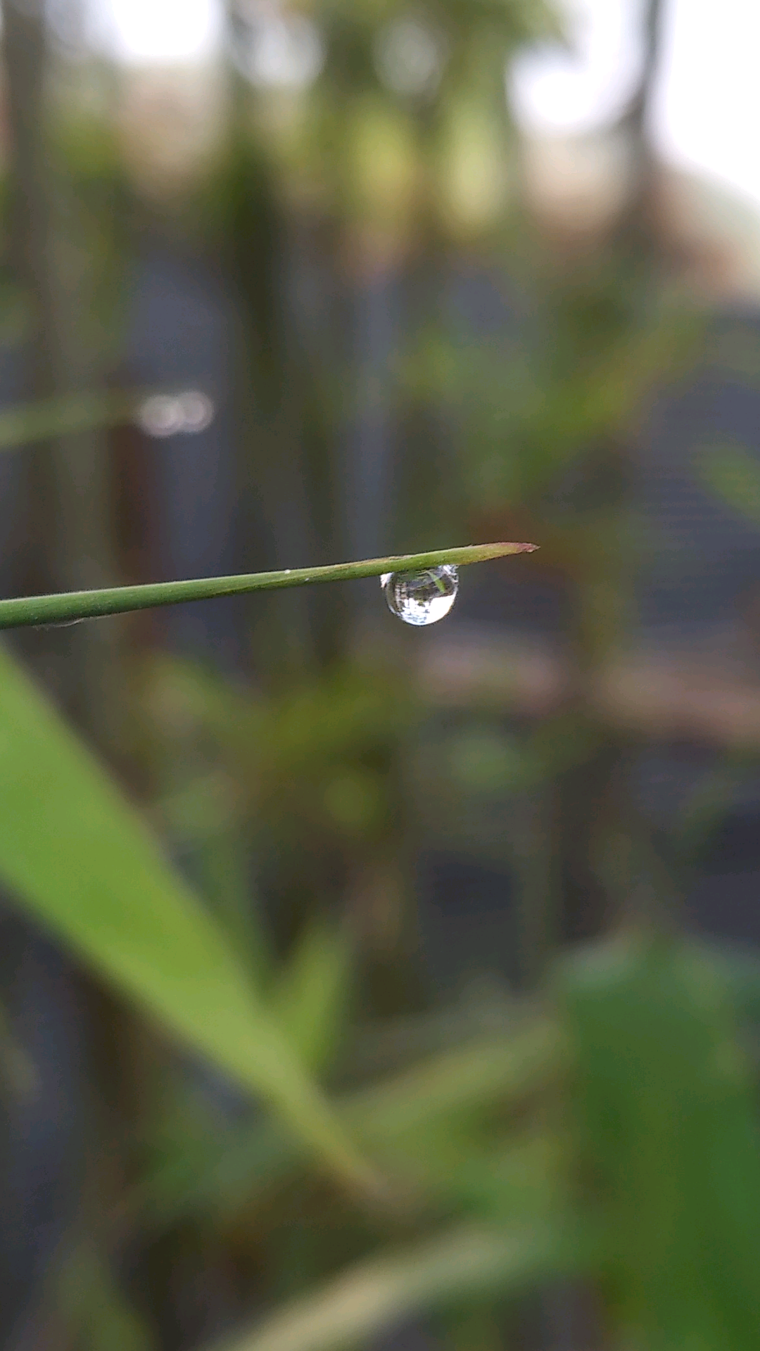 微距拍雨滴