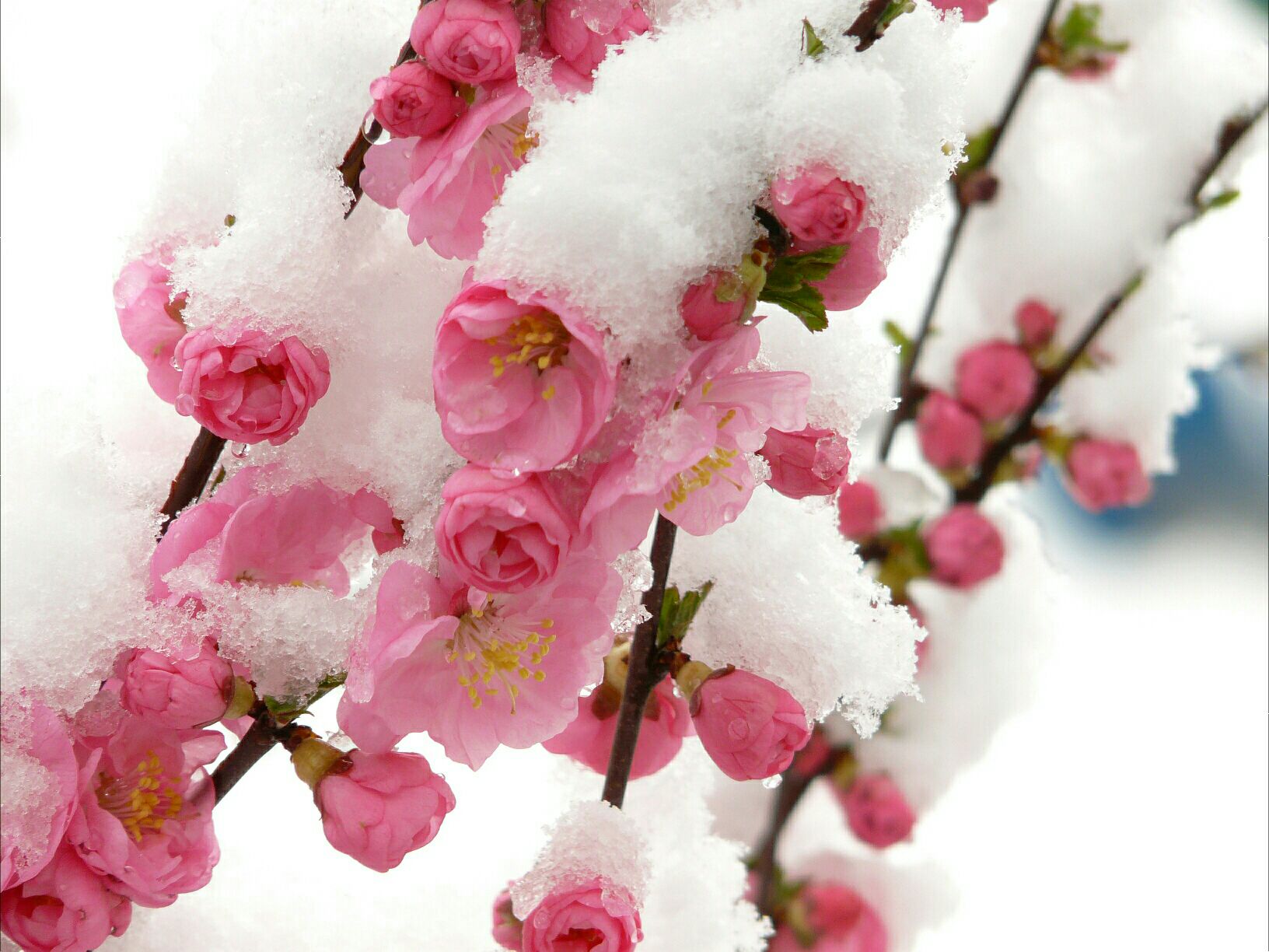 梅花欢喜满天雪