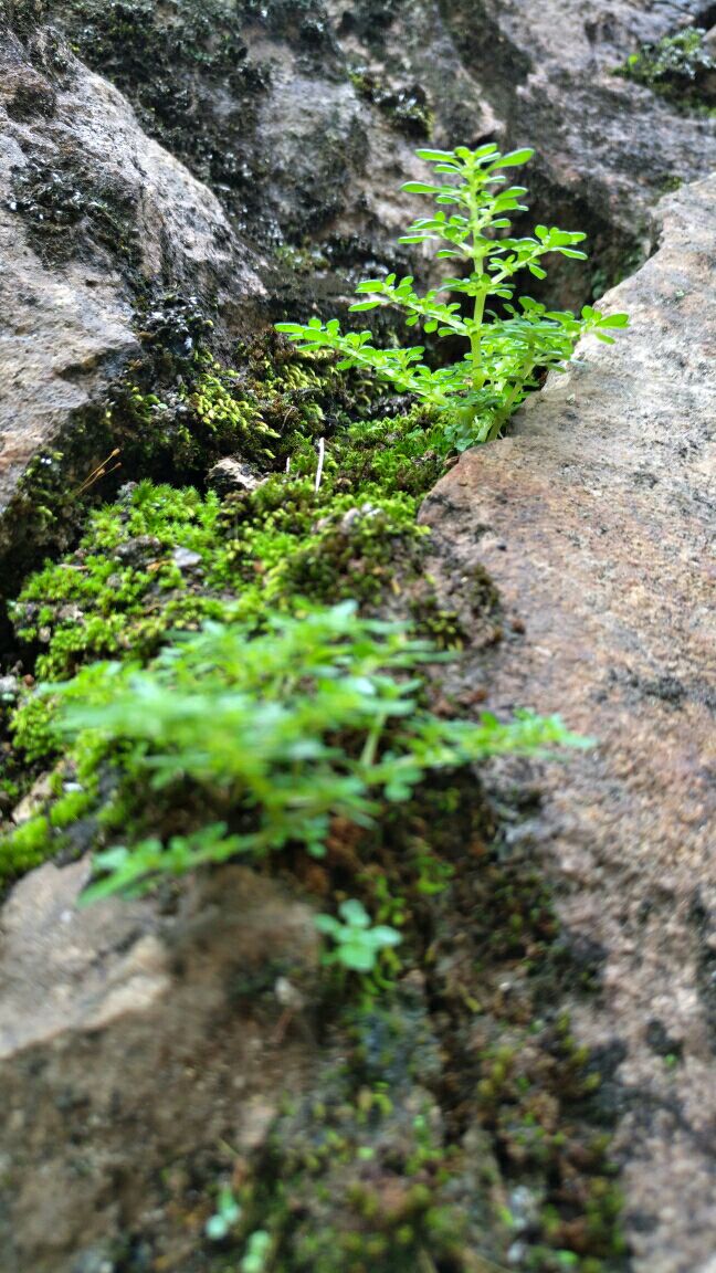 悬崖边上的小草