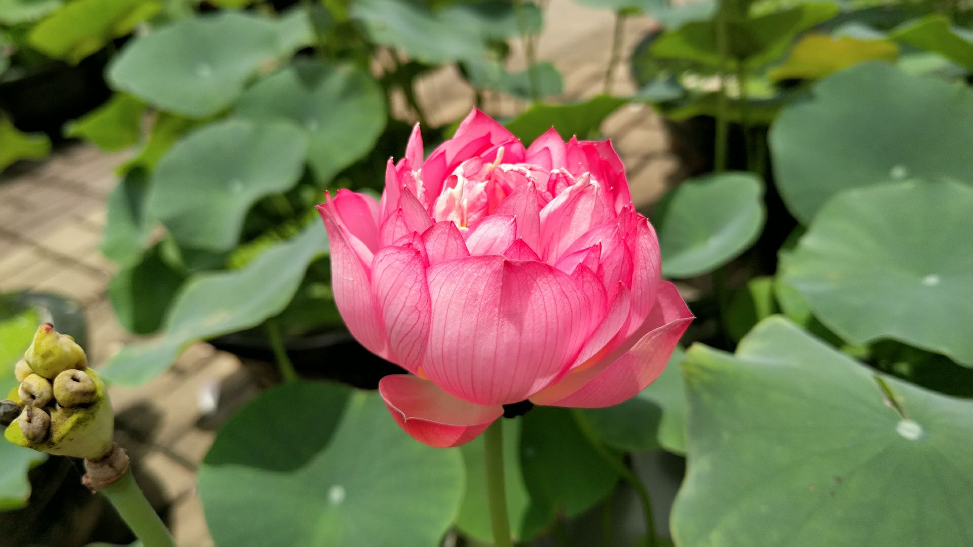 夏日骄阳似火,荷花是如此的迷人,以至于斯人晒黑了都浑然不觉