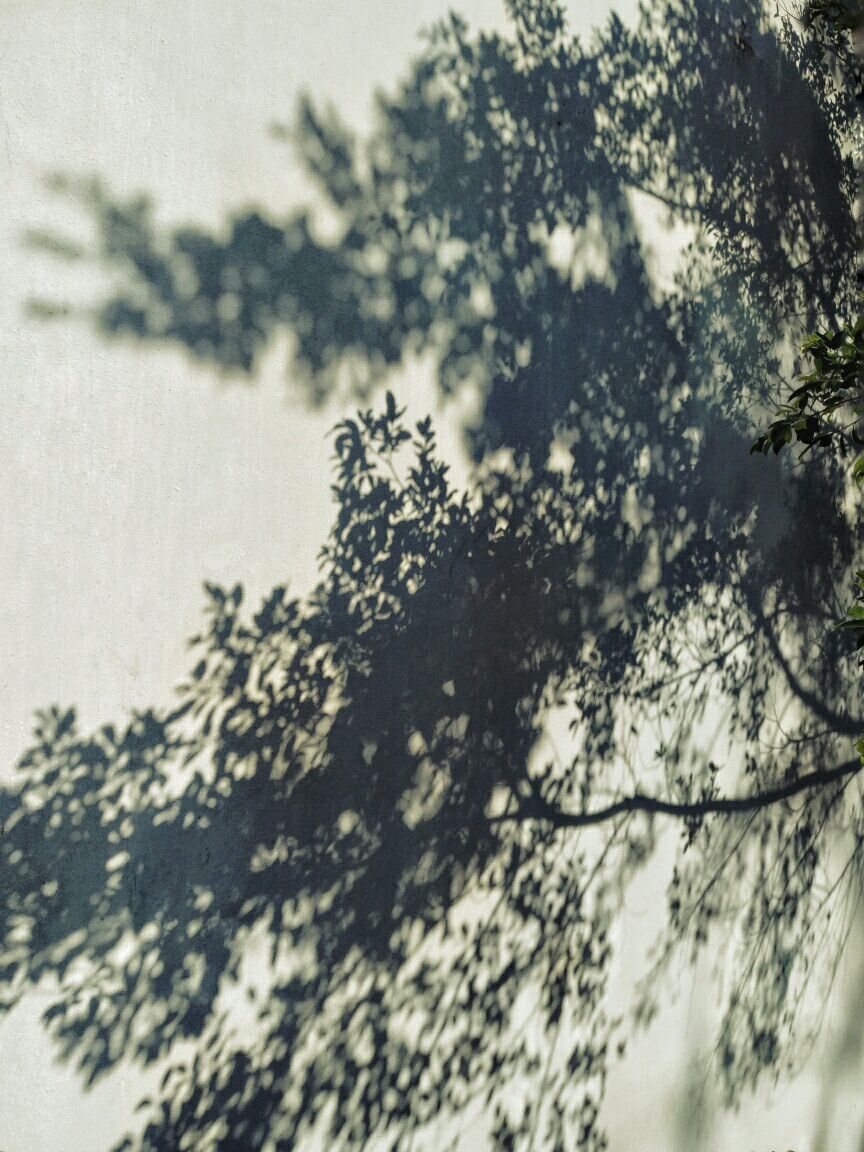 树影