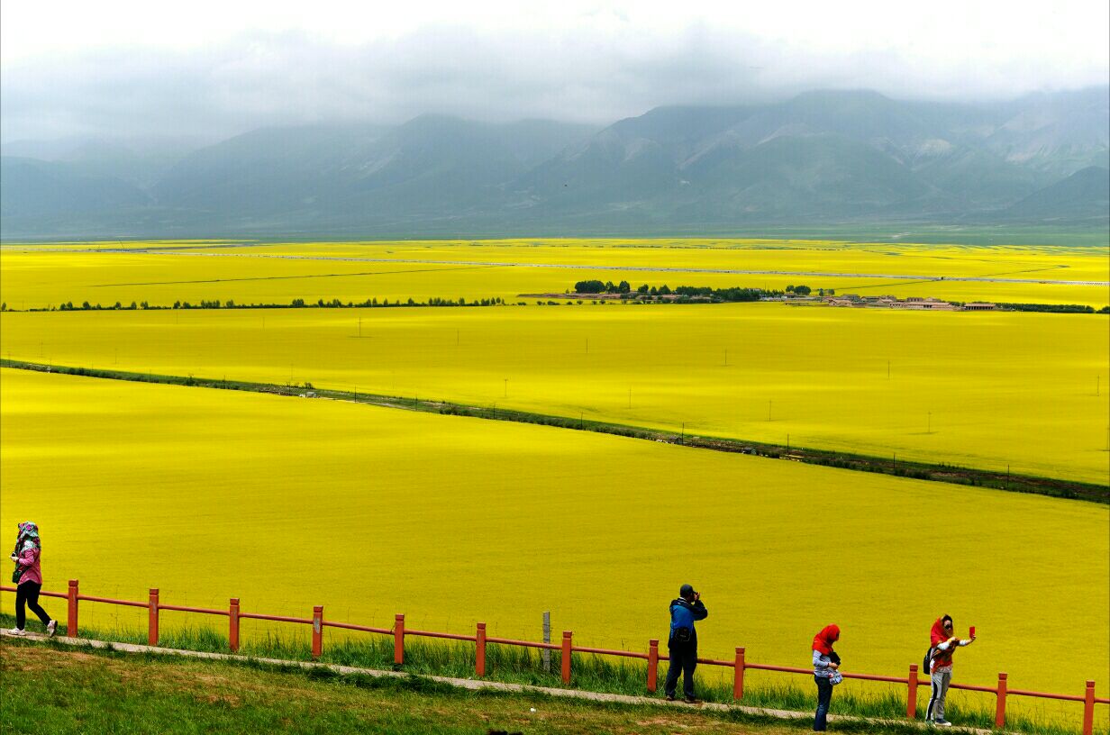 金色大地