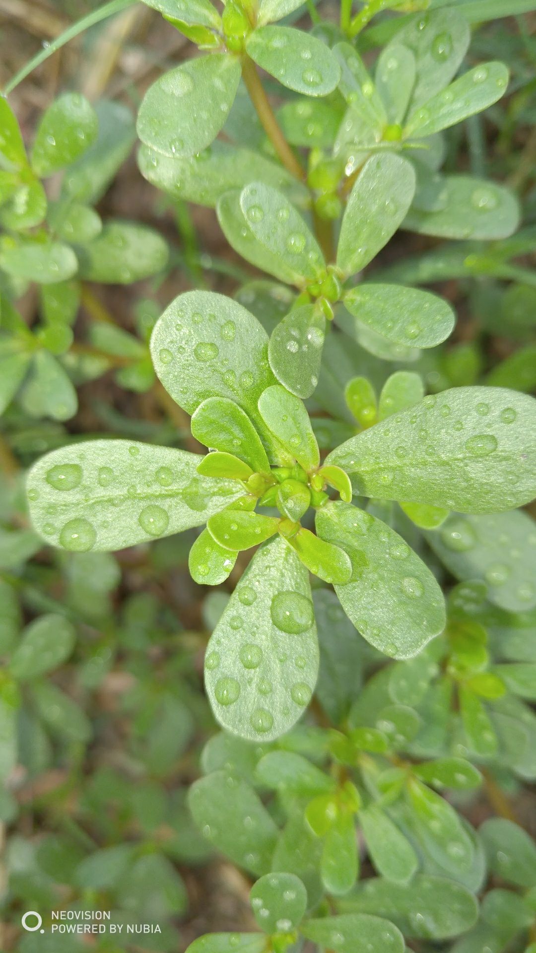 雨后植物