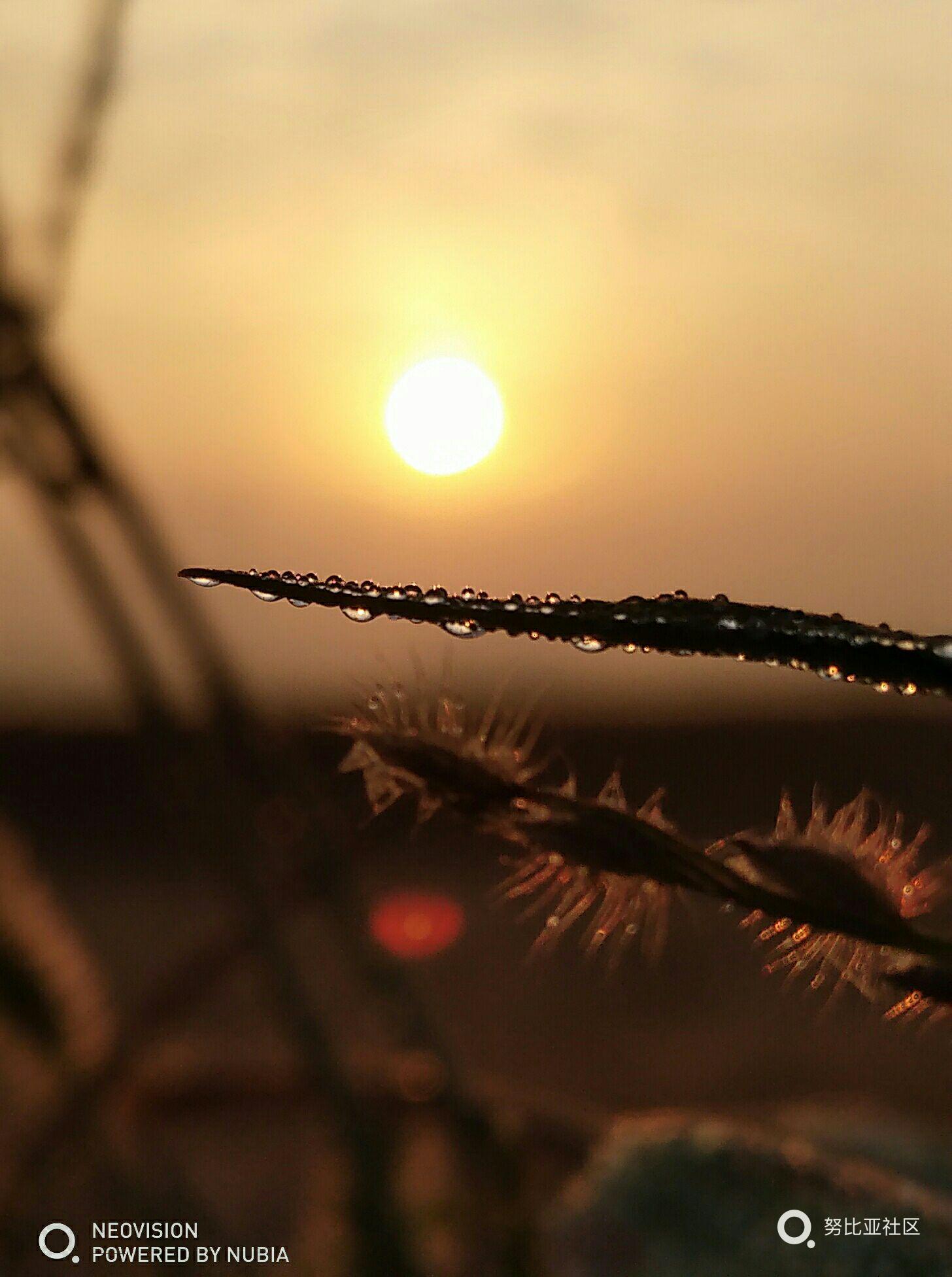 清晨的雨露