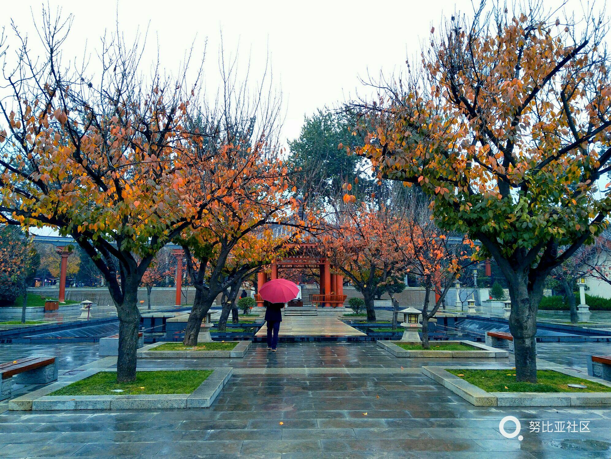 樱花树的秋天,nubiaz17mini拍摄