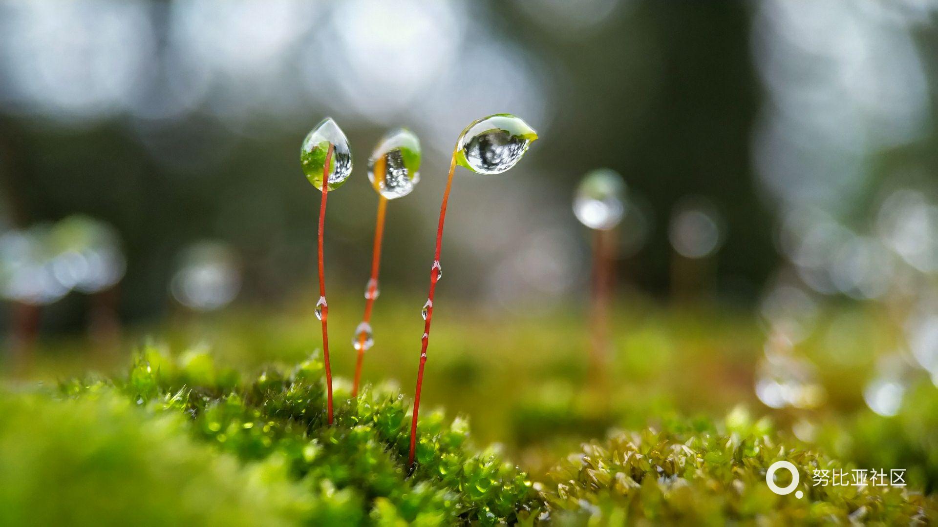 春回大地,雨露滋润苔花开!