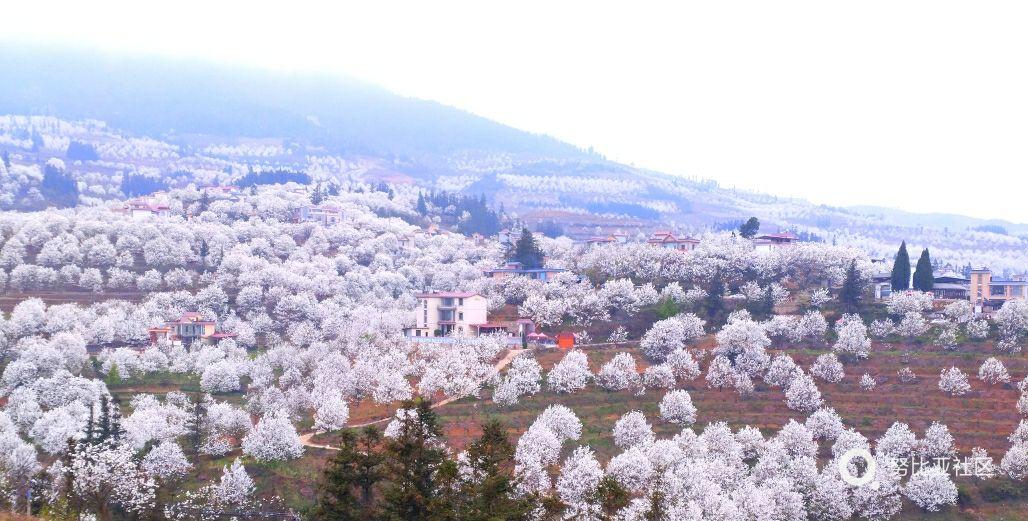 云南个旧加级寨梨花谷,恰逢梨花盛开,晶莹似雪,美不胜