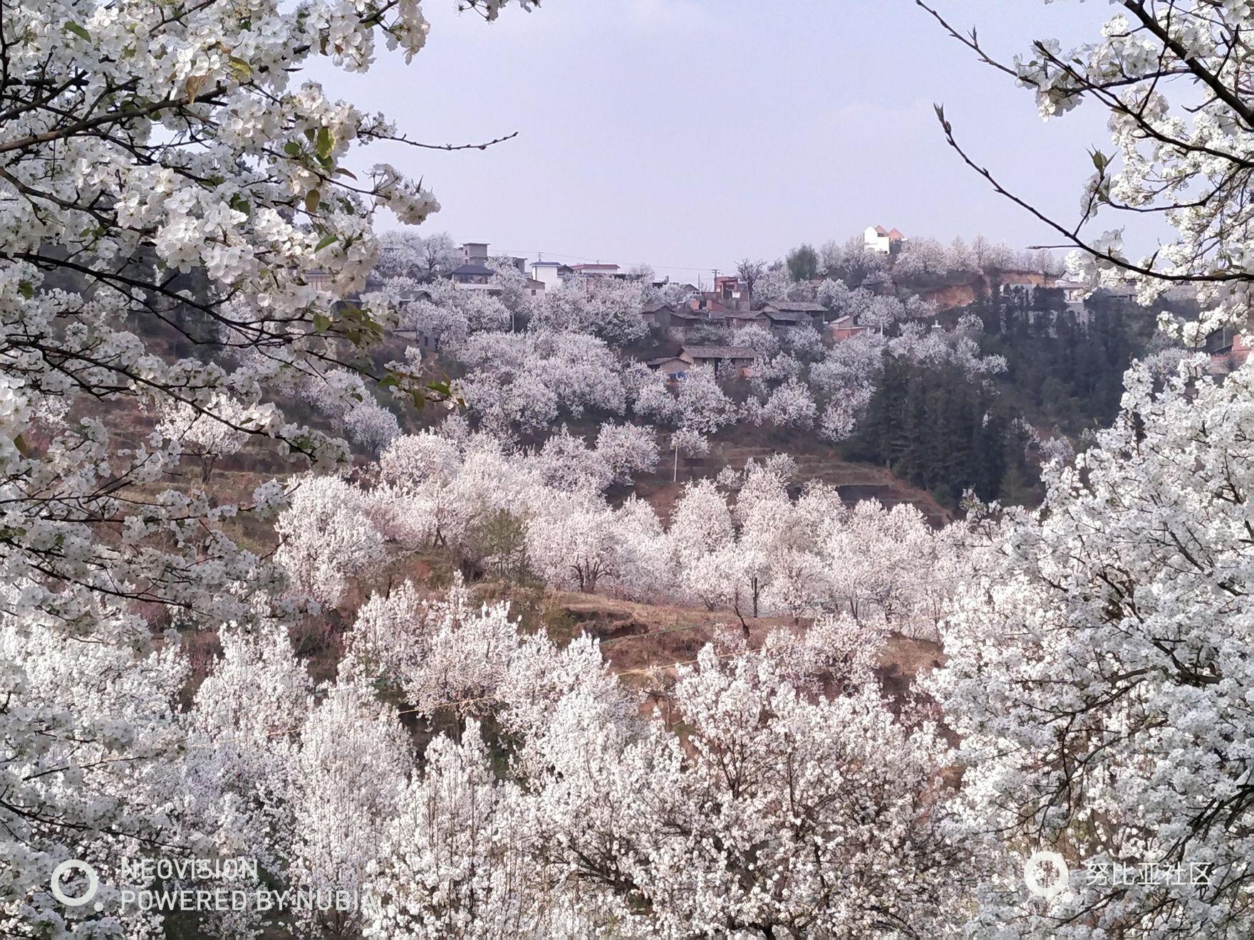 云南个旧加级寨梨花谷,恰逢梨花盛开,晶莹似雪,美不胜