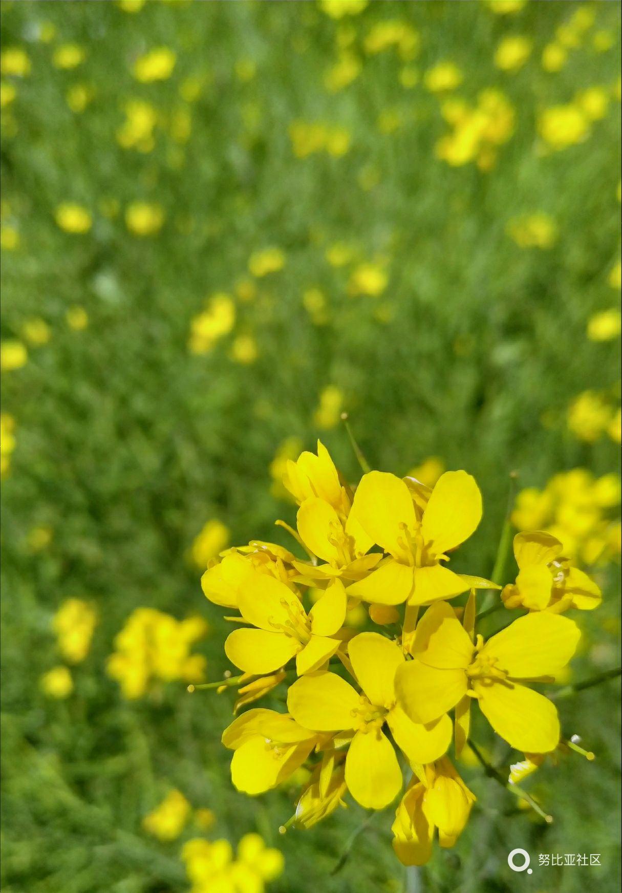 一束油菜花