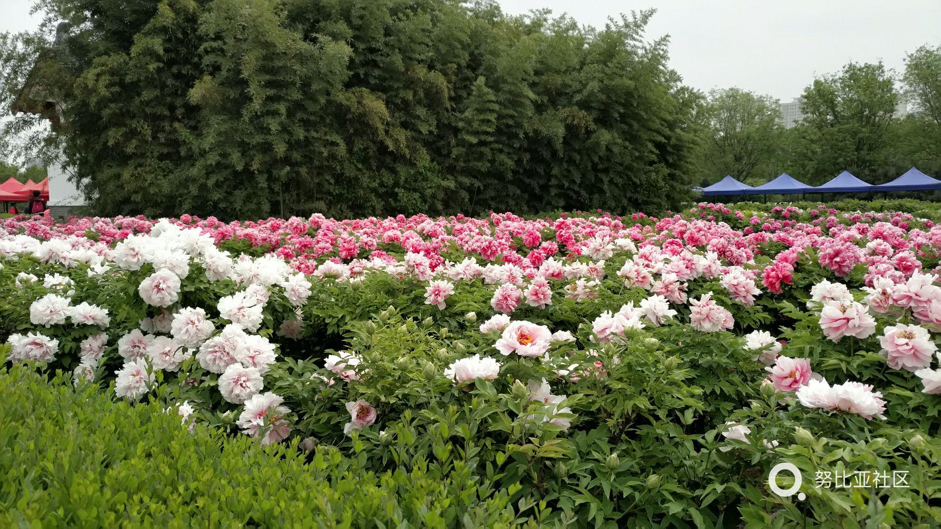 洛阳牡丹花会