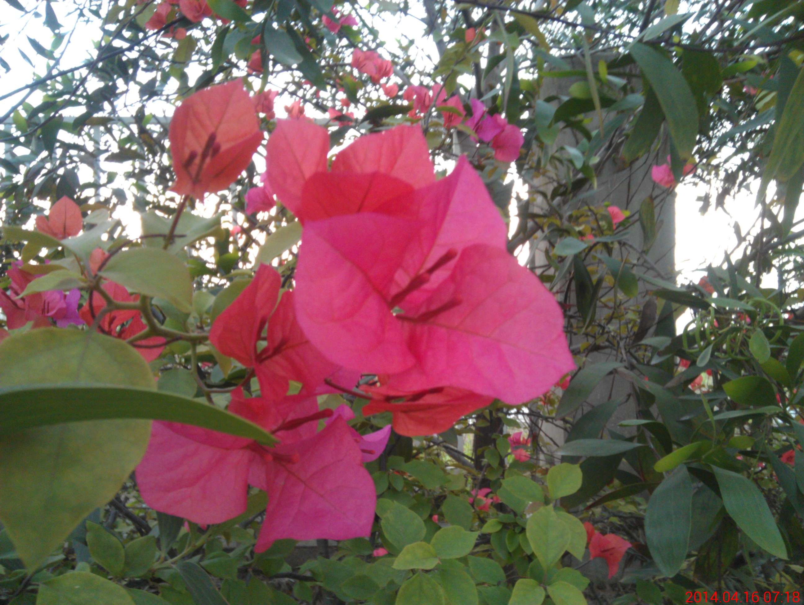 三角梅绽春意浓,临夏馥郁花满径.